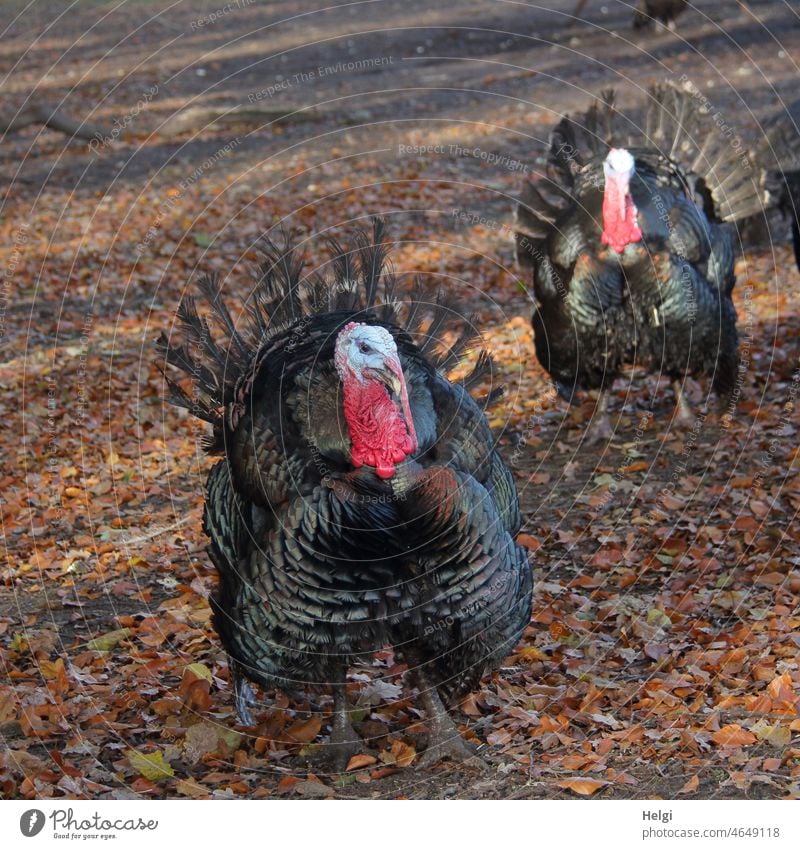 two male bronze turkeys in free range on a farm Bird Hen masculine Turkey Bronzepute Agriculture Free-range rearing Turkey cock Free Range Turkeys Poultry breed