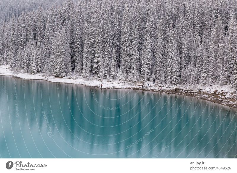 Lake shore of Morainlake with turquoise water and snow on the reflecting conifers Moraine lake reflection Canada Banff National Park British Columbia voyage