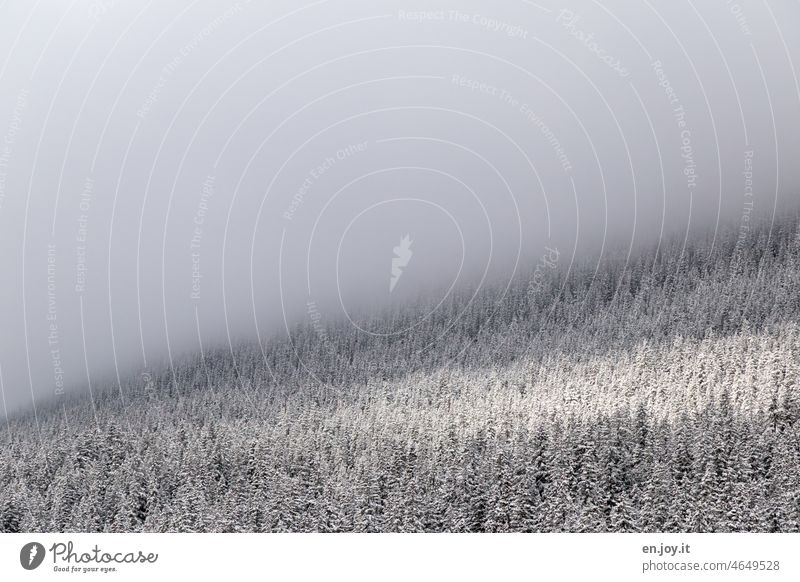 when the fog lifts Fog Forest Winter Snow Clouds Light Deserted Cold Frost Landscape White Nature Subdued colour Copy Space top Exterior shot