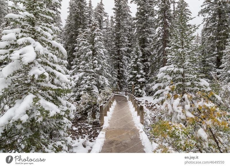 Bridge in winter forest Forest off path Winter Winter forest Winter's day conifers firs Winter mood trees Snow Cold Snowscape chill winter landscape Winter walk