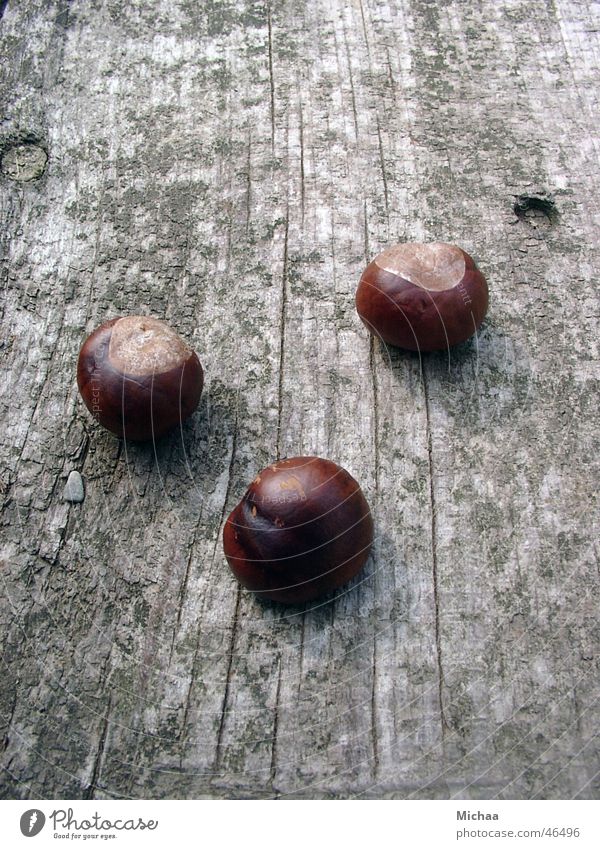 chestnuts Autumn Calm Chestnut tree Death Close-up