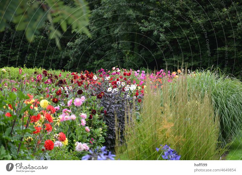 Various flowers and grasses in a large garden on the edge of the forest inflorescence heyday flora Blossom Botany Garden colourful Fresh Outdoors botanical