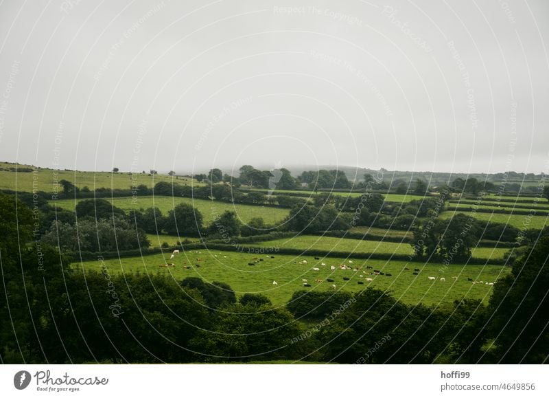 gently flowing green landscape plots in Cornwall with hedges and herd of cows Plots Green Cattleherd Free-range rearing lasting agriculture Cows in the pasture