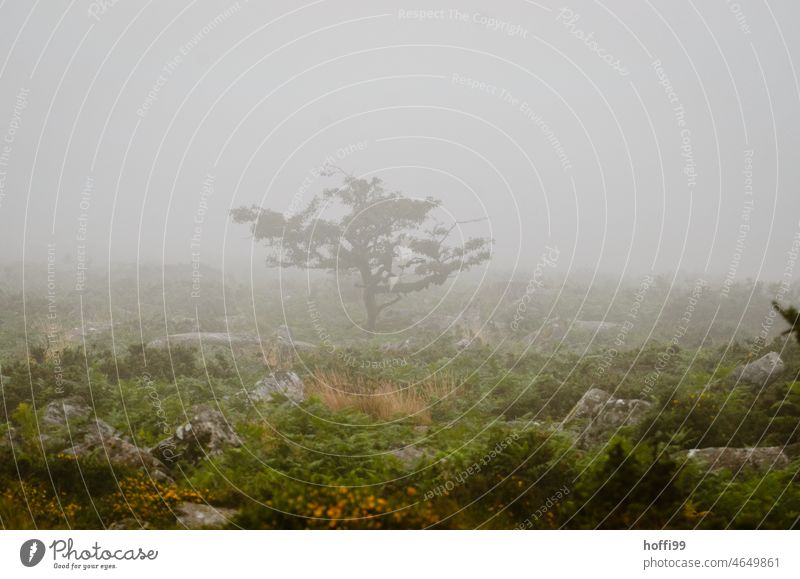 a small tree in high moor surrounded by fog Fen Bog Fog Misty atmosphere Tree crippled pine Nature Landscape Deserted Exterior shot Marsh Plant Nature reserve