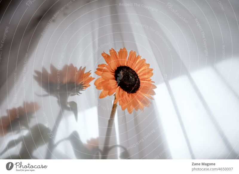 Sunflowers in vase, indoors sunflower sunflowers light windows plants yellow misty bloom blooming color pop dull misty day autumn day autumn mood small things