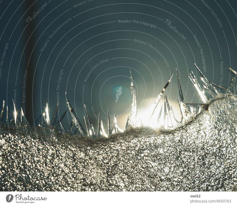 Sharp edge Ice Cold Winter Nature Glittering Frost Detail Close-up Structures and shapes Copy Space top Copy Space left Copy Space right Contrast Long shot