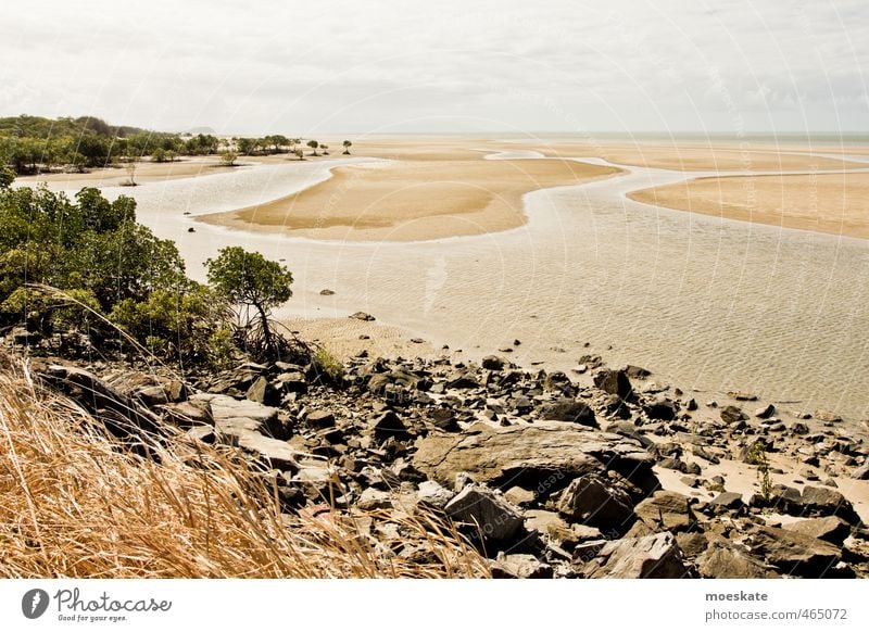 Mangroves on the beach Sand Water Sky Clouds Summer Tree Beach Ocean Pacific Ocean Caribbean Sea Warmth Vacation & Travel Low tide Australia Stone Colour photo