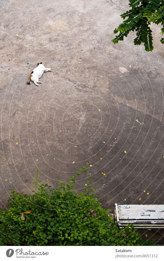 Topview Cat sleep on the concrete floor cat background cute space animal pet white bright nature relaxation comfort tired beautiful far topview square spotted