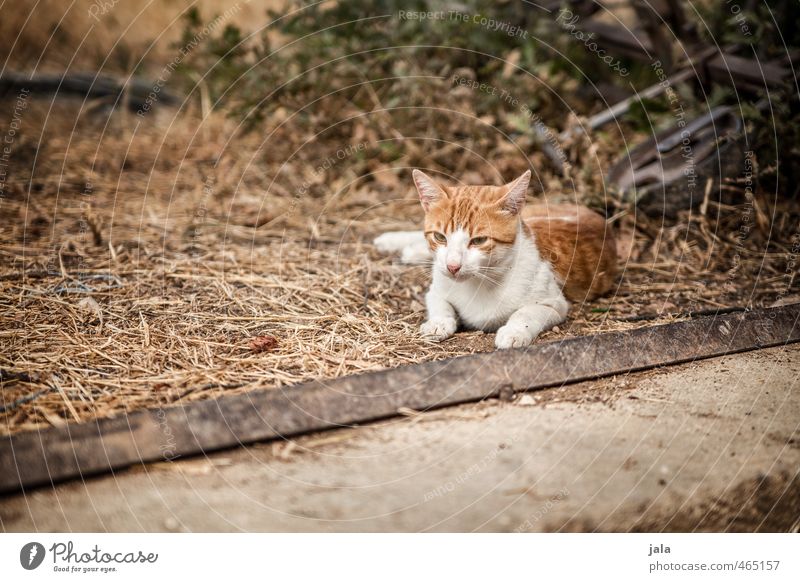 small croate Animal Pet Cat 1 Beautiful Wild Brown White Love of animals Colour photo Exterior shot Deserted Day Animal portrait Forward