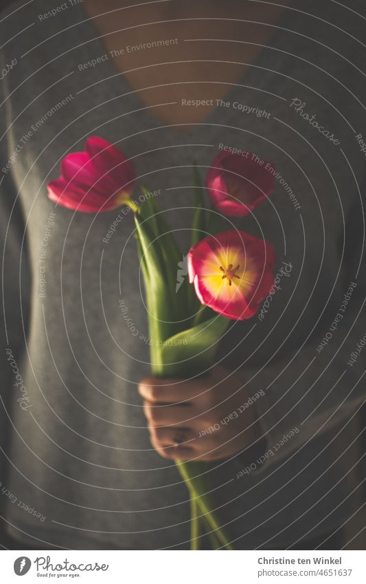 Three bloomed tulips in the hand of a young woman little flowers Joy Valentine's Day Birthday Easter kind Gift Spring Tulip blossom Spring fever Blossoming