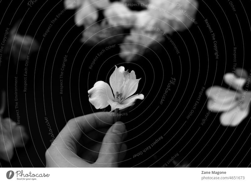 Hand holding small white flower black and white bloom gentle sad contrast hand plant fresh spring closeup woman floral blossom petal beauty beautiful blooming