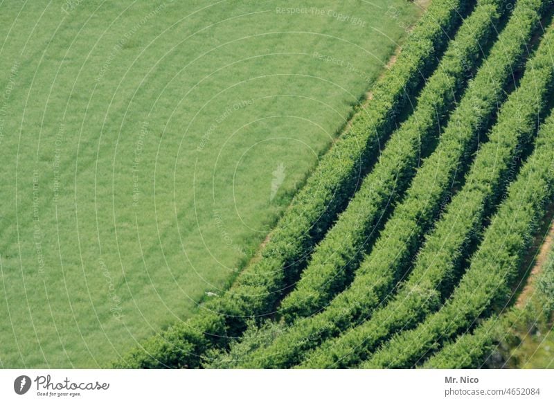 Tracks I in the field Field Agriculture Green Growth Agricultural crop Nutrition agrarian Organic produce naturally Ecological Furrow Grain field Cornfield