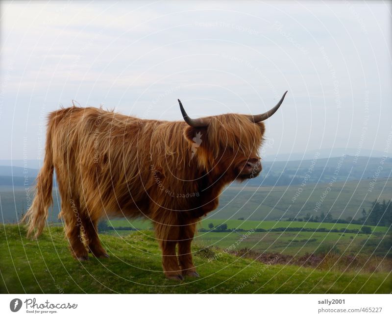 opaque Nature Landscape Summer Grass Hill Bog Marsh Fen Animal Farm animal Cow 1 Observe Stand Hiking Esthetic Natural Brown Power Loneliness Freedom Serene