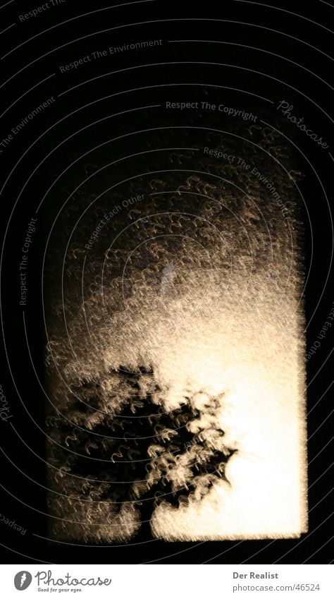 Backlight 1 Tree Lantern Long exposure Dark Night Gale Suspect Rain Bright