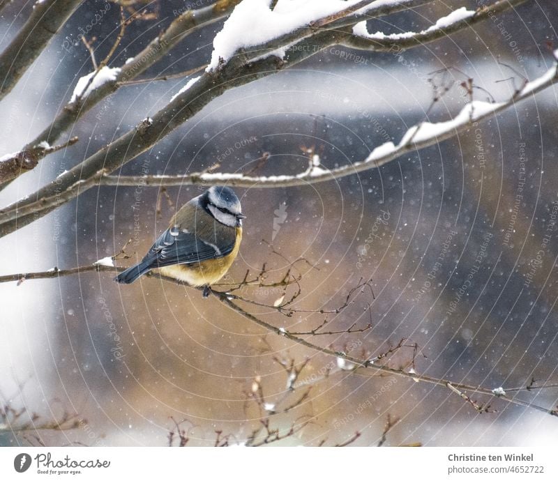 A little blue tit sits in a snowy bush during light snowfall Tit mouse Cyanistes caeruleus Bird songbird Wild bird Cute Small garden bird Wild animal 1 animal