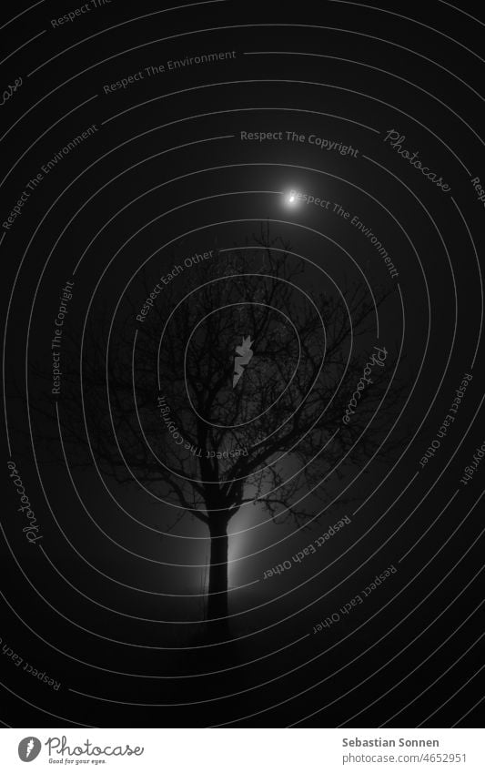 Winter tree in magical atmosphere with fog and moonlight Tree Fog Moon Night Silhouette darkness Nature Moonlight Light Horror Mystery Holiday season Forest