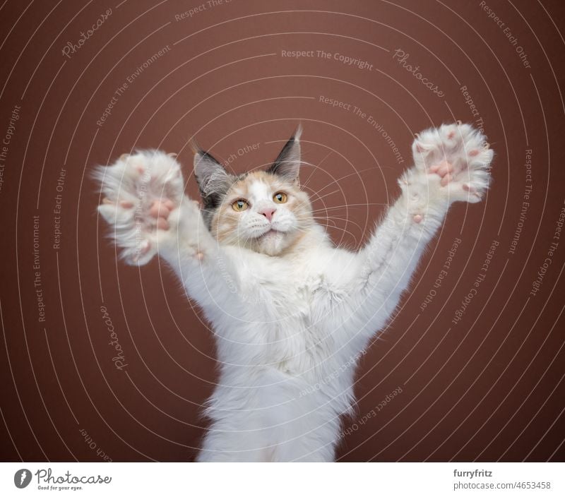 kitten playing rearing up raising paws for a big hug cat maine coon cat purebred cat longhair cat feline fluffy fur one animal indoors studio shot brown