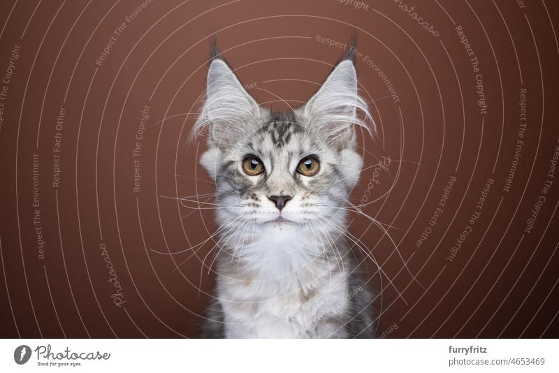 cute maine coon kitten portrait on brown background cat maine coon cat purebred cat longhair cat feline fluffy fur one animal indoors studio shot copy space