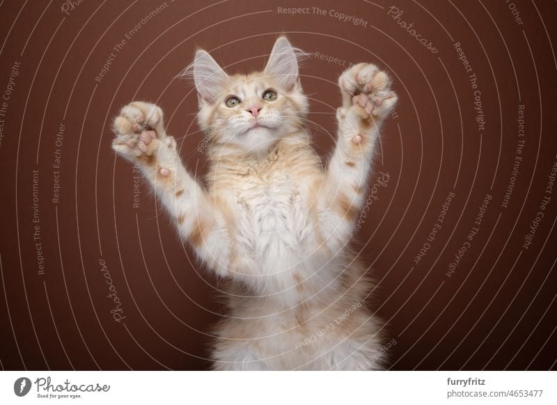 cute ginger maine coon kitten rearing up raising paws for a hug cat maine coon cat purebred cat longhair cat feline fluffy fur one animal indoors studio shot