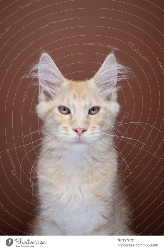 beautiful ginger tabby maine coon kitten portrait cat maine coon cat purebred cat longhair cat feline fluffy fur one animal indoors studio shot brown