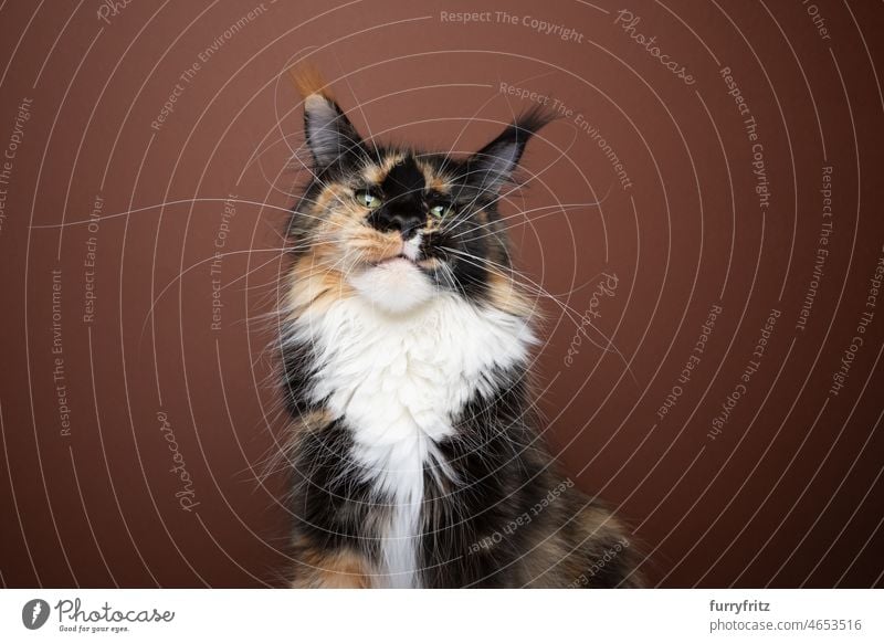 calico maine coon cat with long whiskers portrait purebred cat longhair cat feline fluffy fur one animal indoors studio shot brown brown background white