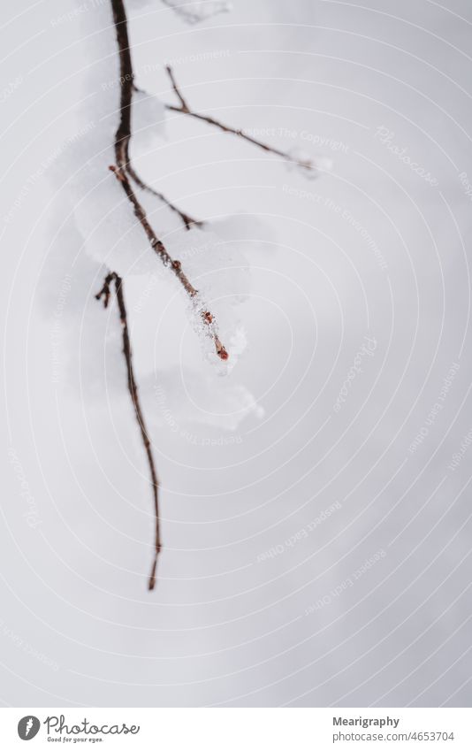 Winter drip water winter branch season weather cold frost ice Water ice snow nature closeup wallpaper brown Winter mood winter landscape