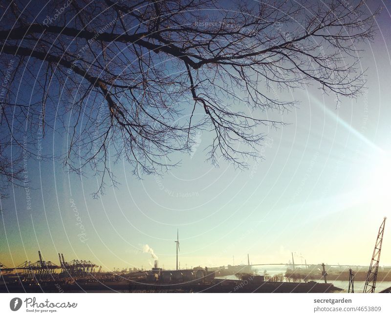 first spring rays over Hamburg Sun Winter Cold Sky Harbour Blue Tree Water Elbe Back-light Port City Navigation Colour photo Industry Port of Hamburg River Town