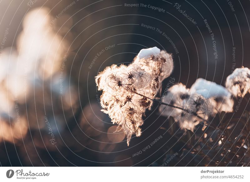 Snow covered plant in winter back light Exceptional Esthetic Contrast Light Morning Deserted Copy Space middle Copy Space top Copy Space bottom Exterior shot