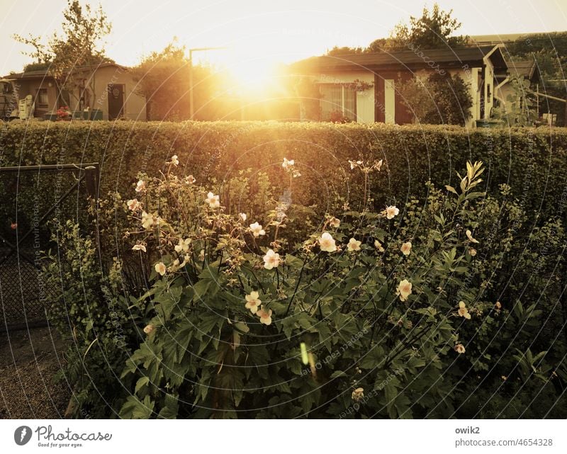 From noble bloom Arbour Garden plot Garden allotments Exterior shot out sunshine Sun rays Illuminate Nature Hedge flowers Sky Deserted Colour photo Copy Space