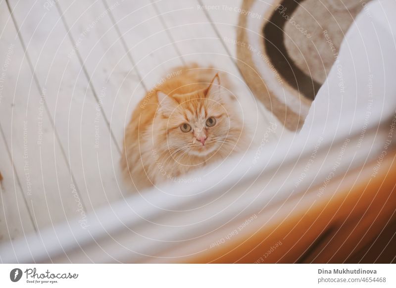 Ginger Cat at the door in the terrace looking to the camera and not going inside the apartment. Ginger cat behind glass door. ginger cat waiting home pet relax