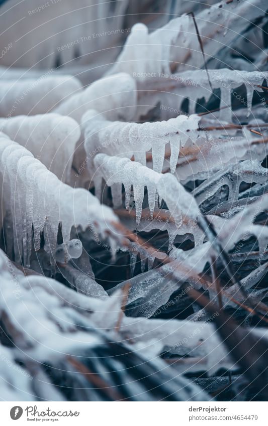 Frozen reed grass in West Frisia Mud flats Unwavering Vacation & Travel Tourism Trip Far-off places Environment Joie de vivre (Vitality) Life Exterior shot