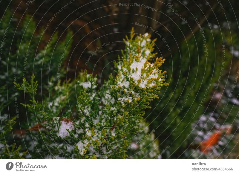 Abstract background of frozen green plants snow winter nature weather snowy cold freeze natural outdoors macro detail abstract texture frost retro vintage