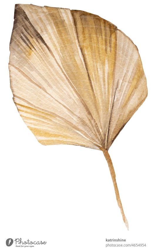 Watercolor dried palm leaf, tropical Bohemian illustration Botanical Decoration Exotic Foliage Hand drawn Isolated Ornament Summer beige bohemian boho bridal