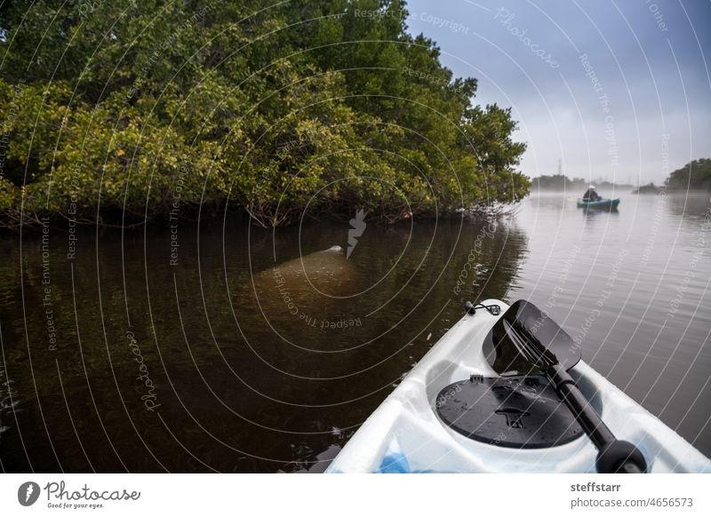 Manatee Trichechus manatus swims in a misty riverway in Fort Myers mammal nature animal west Indian manatee sea cow Florida manatee endangered docile