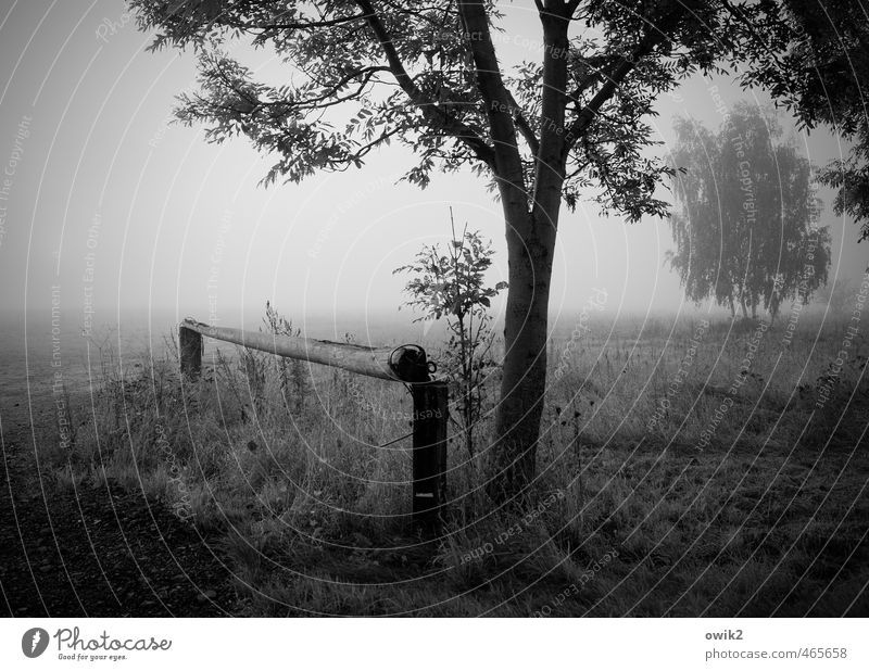 smog Environment Nature Landscape Plant Horizon Autumn Beautiful weather Fog Tree Bushes Twigs and branches Field Wood Growth Calm Sadness Idyll Stagnating