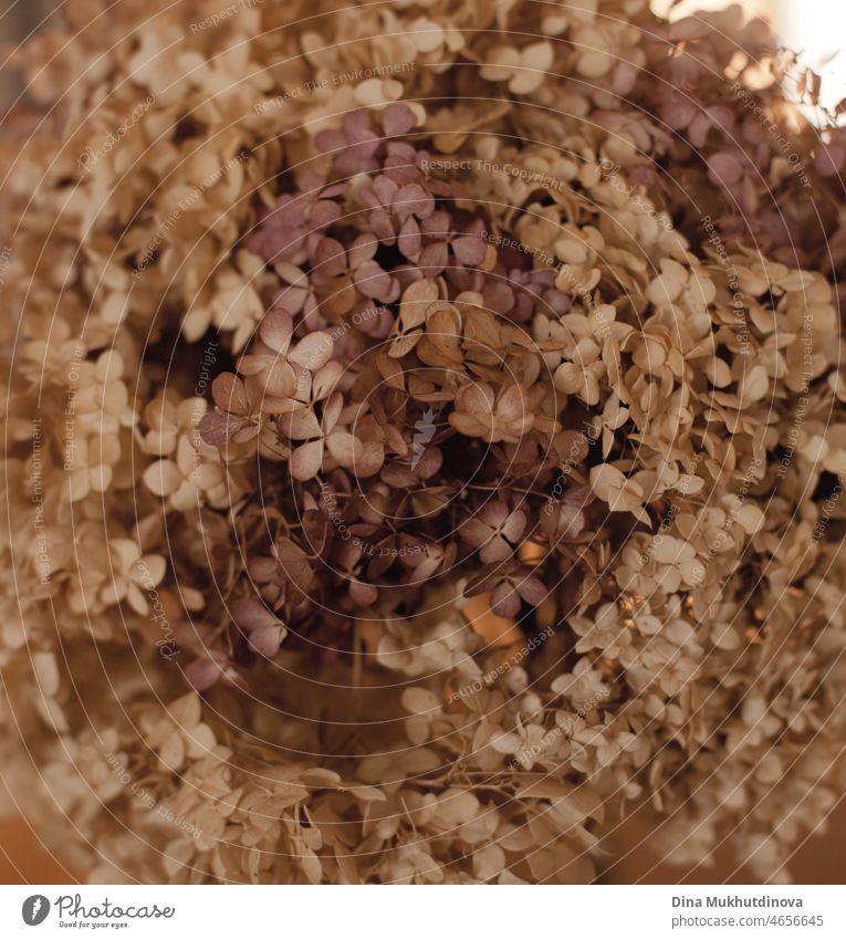 Dry hydrangea flowers close up texture and background. Brown and beige floral texture square. Earthy tones and neutral color flowers. beautiful closeup