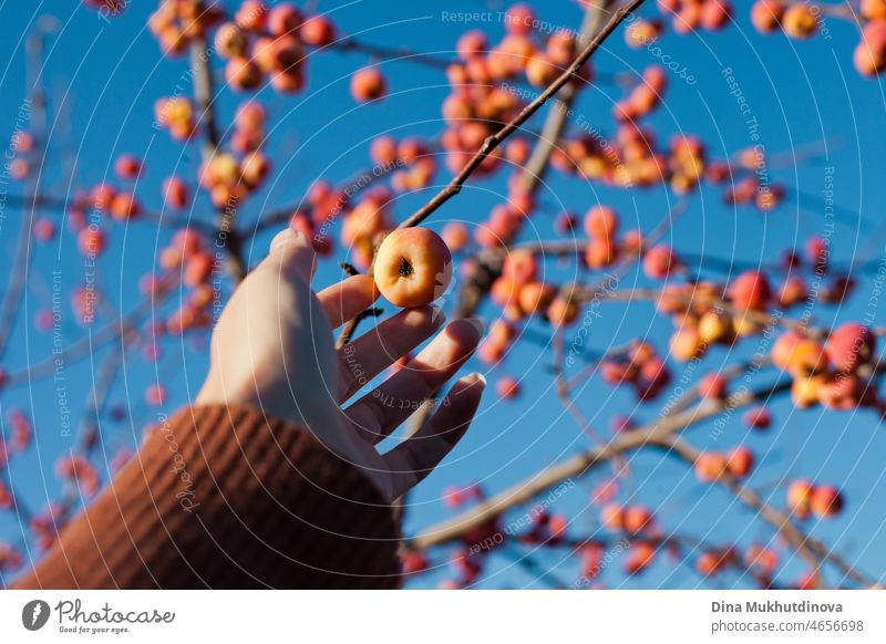 Hand picking an apple from tall apple tree on sunny day with clear blue sky. Apples harvest in autumn. fall natural harvesting vegetarian vitamin ripe