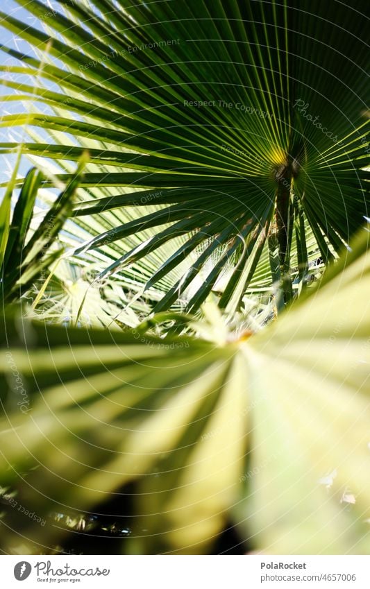 #A0# Palm green Vacation mood Nature Plant Vacation & Travel Exterior shot Mediterranean South Summer palm branch Palm House palm garden palm branches