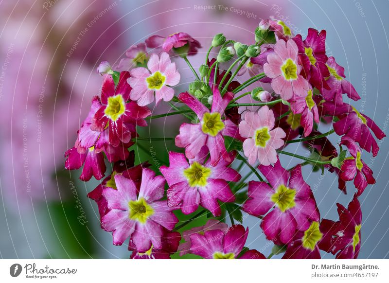 Tiered primrose, inflorescence Primrose Garden primrose blossoms Red Pink Spring Flowering shrub variety Primrose variety Hybrids Breeding primula Primulaceae