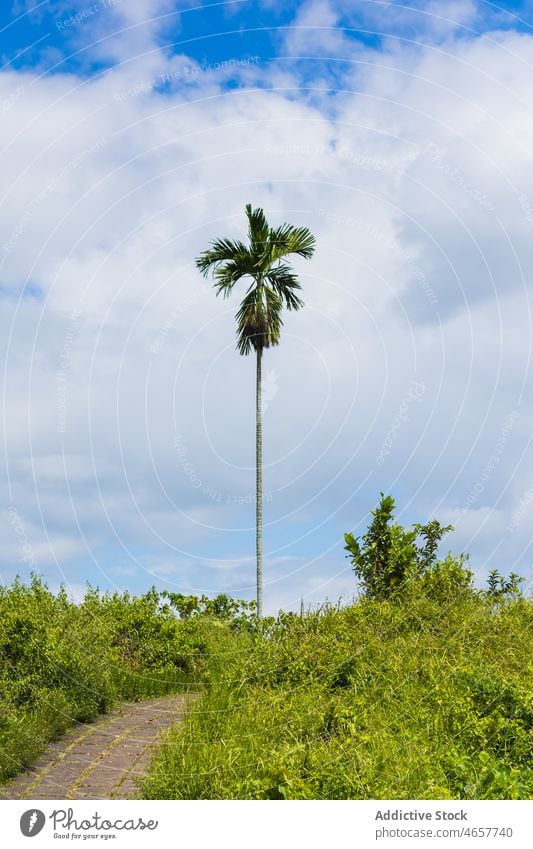 High palm tree growing among grass in tropics exotic plant flora tropical nature wild scenery pathway branch environment walkway grassy foliage tall indonesia