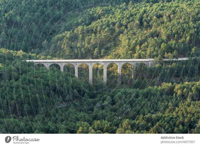 Bridge over forest with trees bridge plant woods woodland nature vegetate grow construction growth environment lush high scenic flora summer vivid light slope