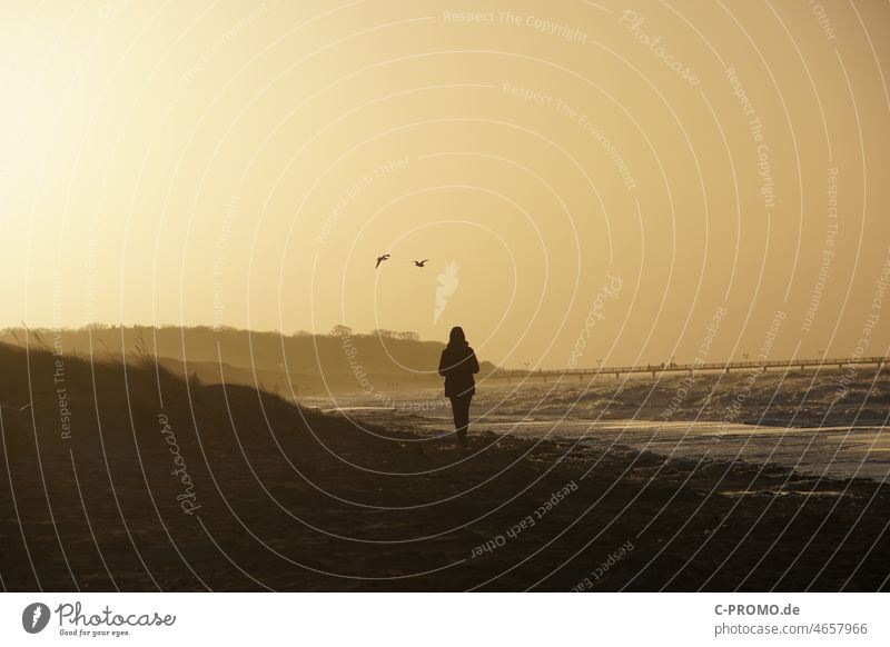 beach walk Beach Deserted gulls Fog Mood lighting Sun ponder To go for a walk coast Ocean Baltic Sea Sky Waves Vacation & Travel Sea bridge