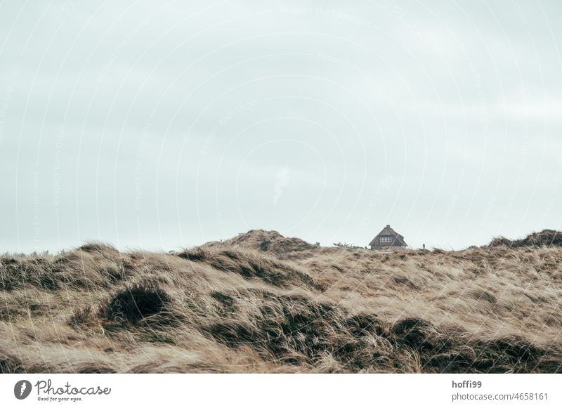 a lonely house in the dunes - winter by the sea House (Residential Structure) Vacation home duene Remote Loneliness insulation Marram grass Wind North Sea coast