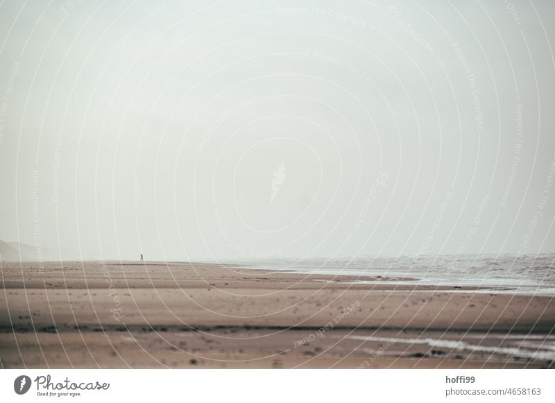 lonely sandpiper in the distance in storm and hazy weather on north sea beach coastline Walk on the beach minimalism Fog Haze Beach Ocean Landscape Nature Water