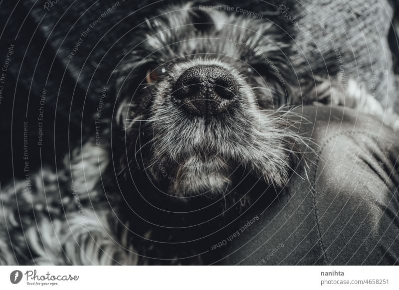 Beautiful portrait of a black and white cocker spaniel dog pet cocker spaniel inglés love close close up closeup soft fluffy hairy furry lovely family care