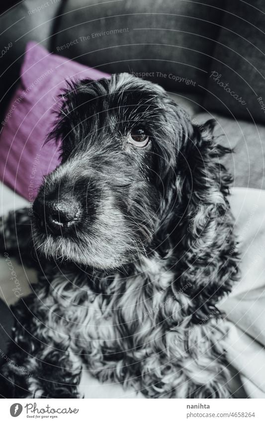 Beautiful portrait of a black and white cocker spaniel dog pet cocker spaniel inglés love close close up closeup soft fluffy hairy furry lovely family care