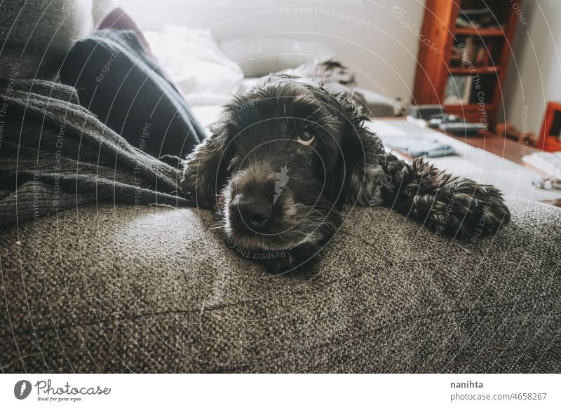 Beautiful portrait of a black and white cocker spaniel dog pet cocker spaniel inglés love close close up closeup soft fluffy hairy furry lovely family care