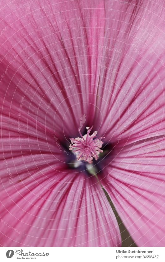 ovary of a mallow flower mauve mallow blossom Blossom Flower Plant detail Close-up Pink Stripe Pistil Calyx Delicate Malvaceae Macro (Extreme close-up) Nature