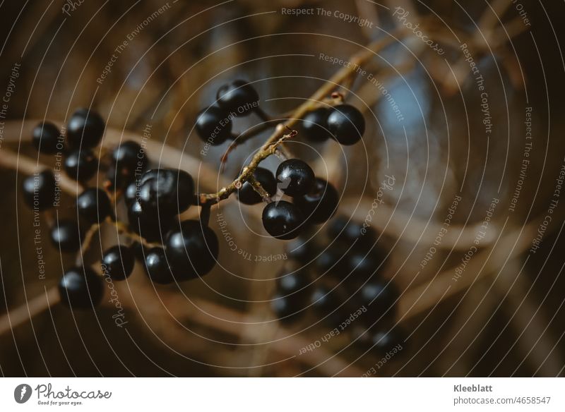 Common privet - close up - blurred background - bokeh common privet Privet Natural plant woods naturally Environment Forest Exterior shot Birdseed Seasons