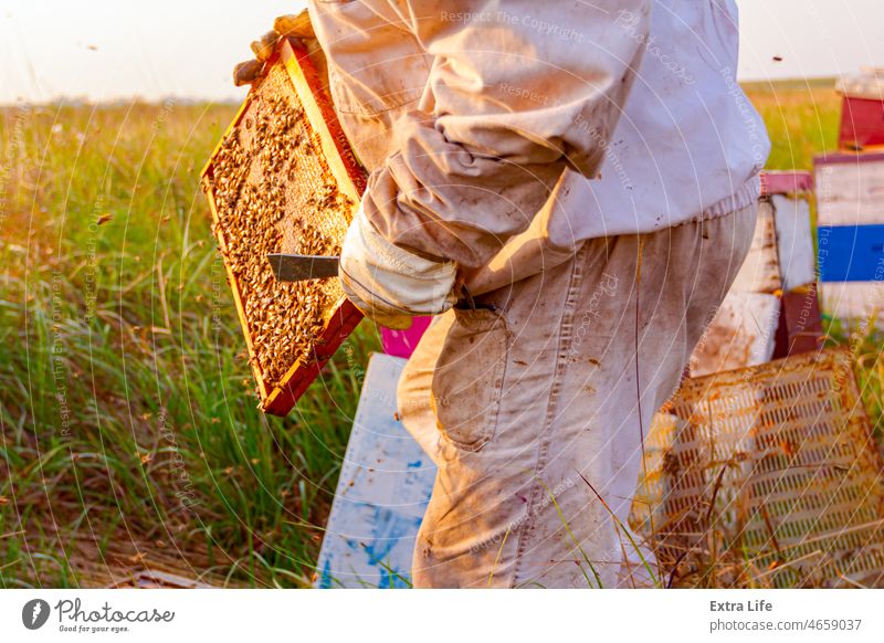 Apiarist, beekeeper is checking bees on honeycomb wooden frame Activity Apiary Apiculture Bee Keeper Beehive Beekeeper Beekeeping Bees Beeswax Brood Busy Care